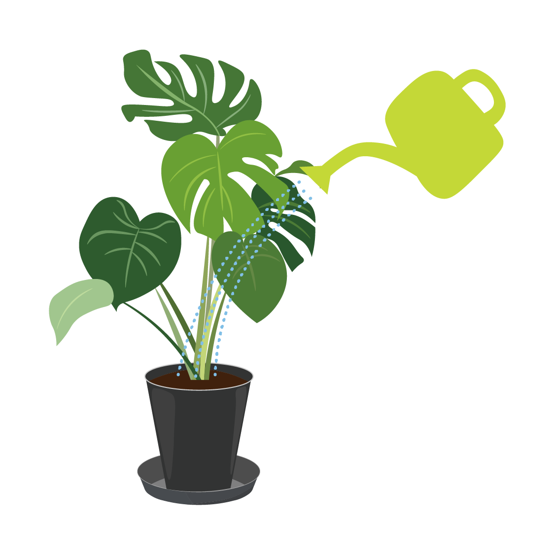 観葉植物への水やり